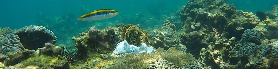 En la imagen, vista submarina los Arrecifes Veracruzanos