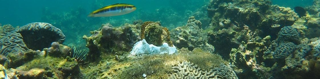 En la imagen, vista submarina los Arrecifes Veracruzanos