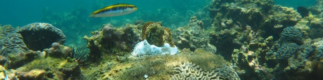 En la imagen, vista submarina los Arrecifes Veracruzanos
