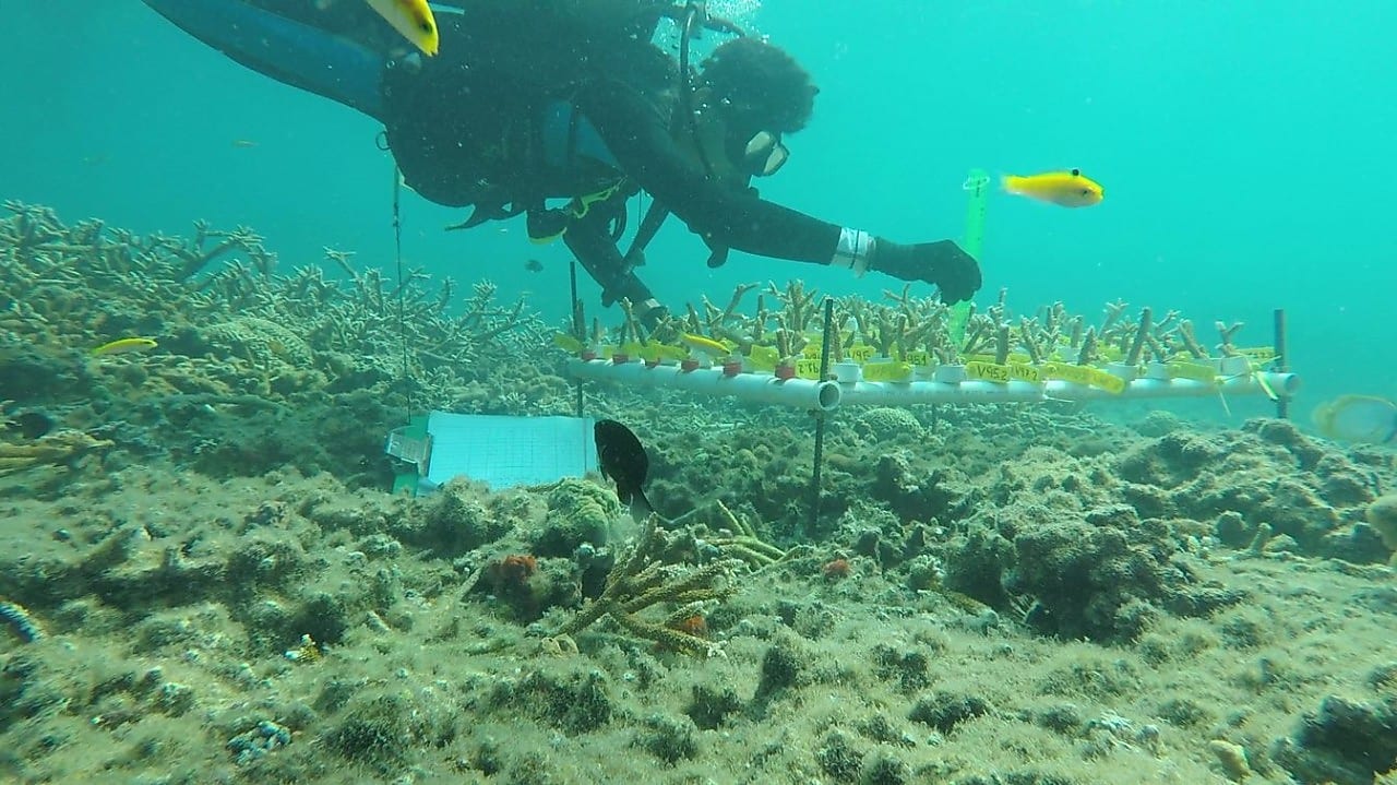 Colaboramos en la restauración del Sistema Arrecifal Veracruzano