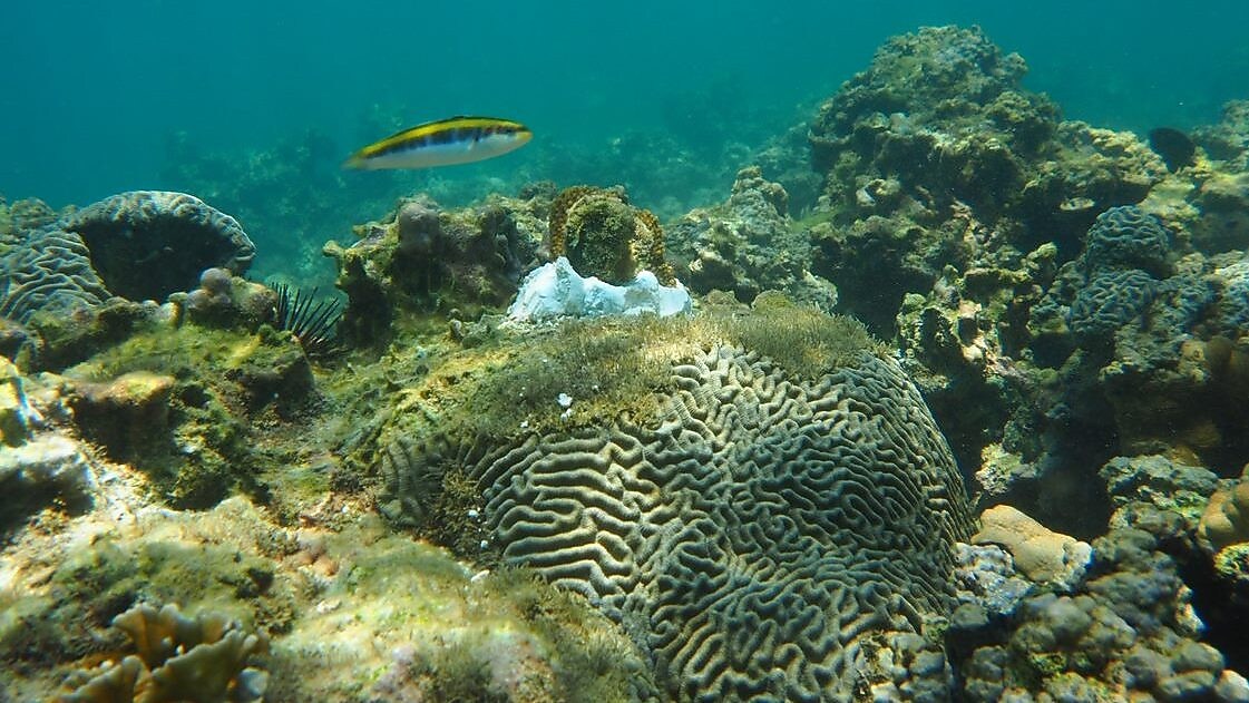 En la imagen, vista submarina los Arrecifes Veracruzanos